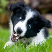 泰迪犬怎样养成杰出的日